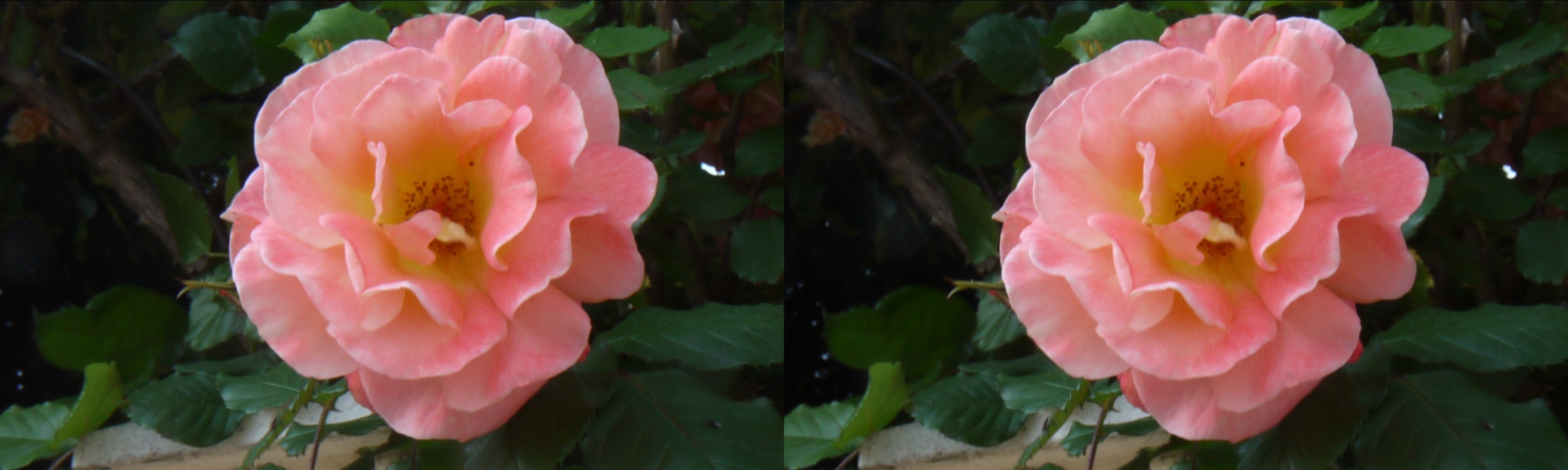 Rose saumon