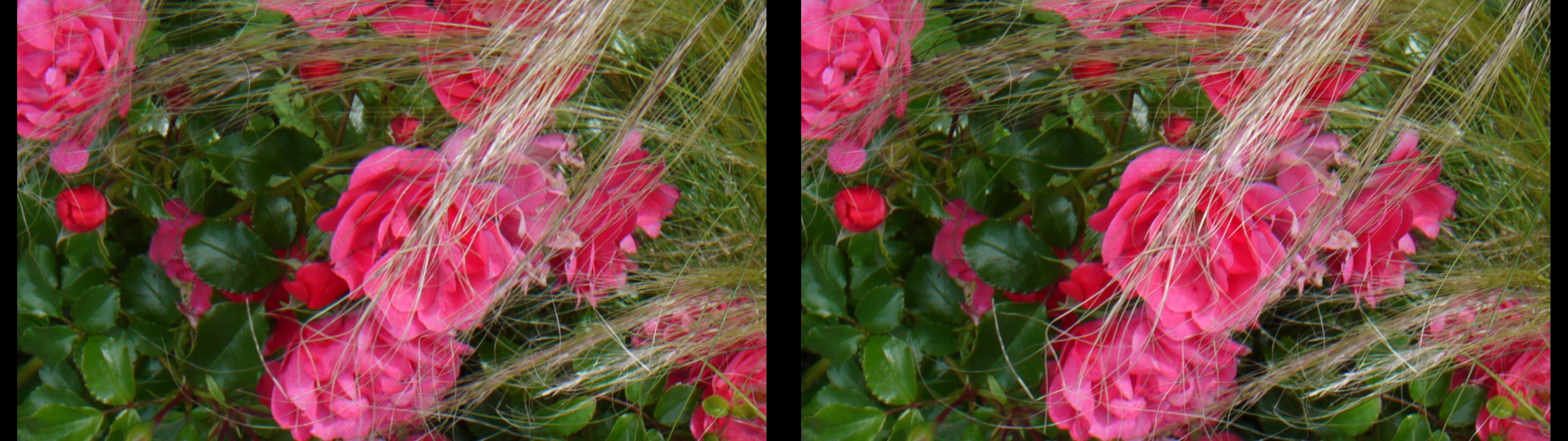 roses et cheveux d'ange