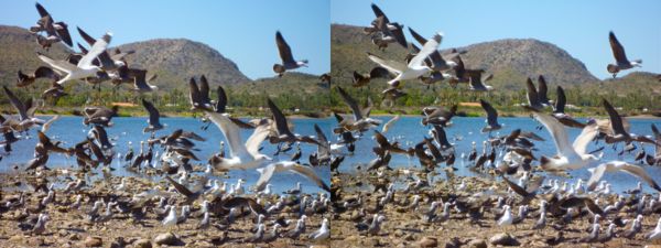Envol d'oiseaux marins