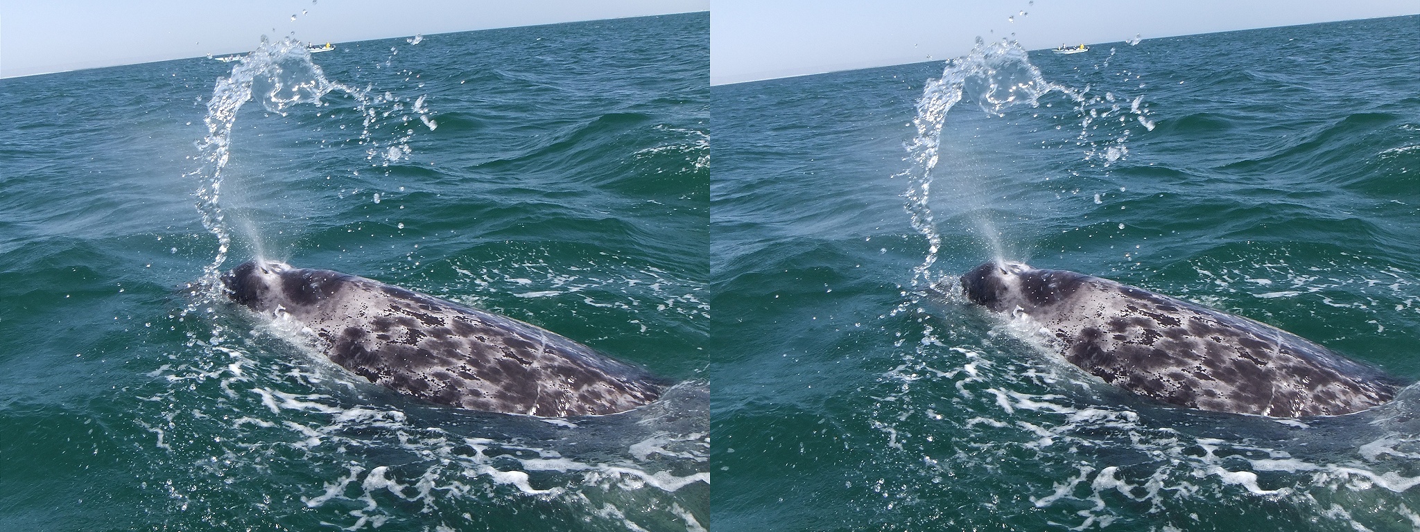 À la rencontre des baleines grises en baie de San Ignacio