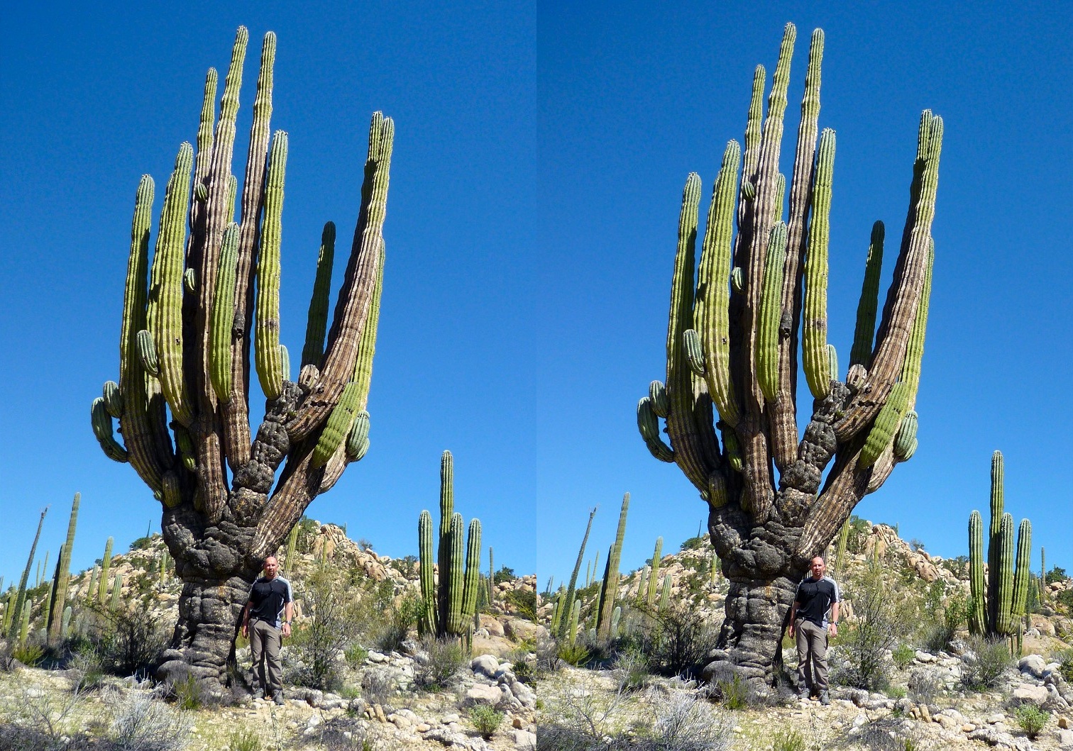 Les cactus de Basse-Californie au Mexique peuvent atteindre une taille intéressante !
