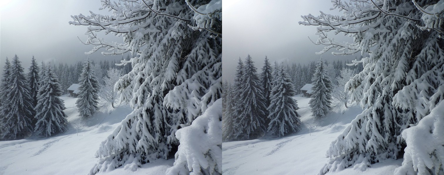 Promenade dans la forêt enneigée à Cordon, petit village de Haute-Savoie.