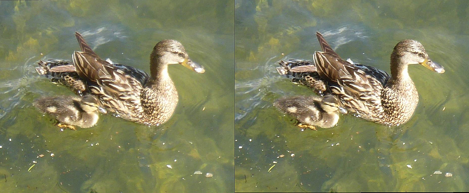 .Lumix_3D1.Capture_d'une_video