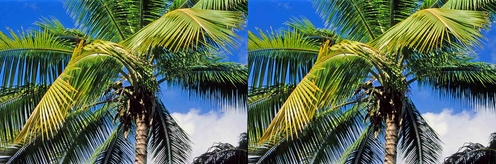 Bora Bora, île mythique, célèbre pour le bleu de son lagon, emblème du tourisme de luxe, du soleil.