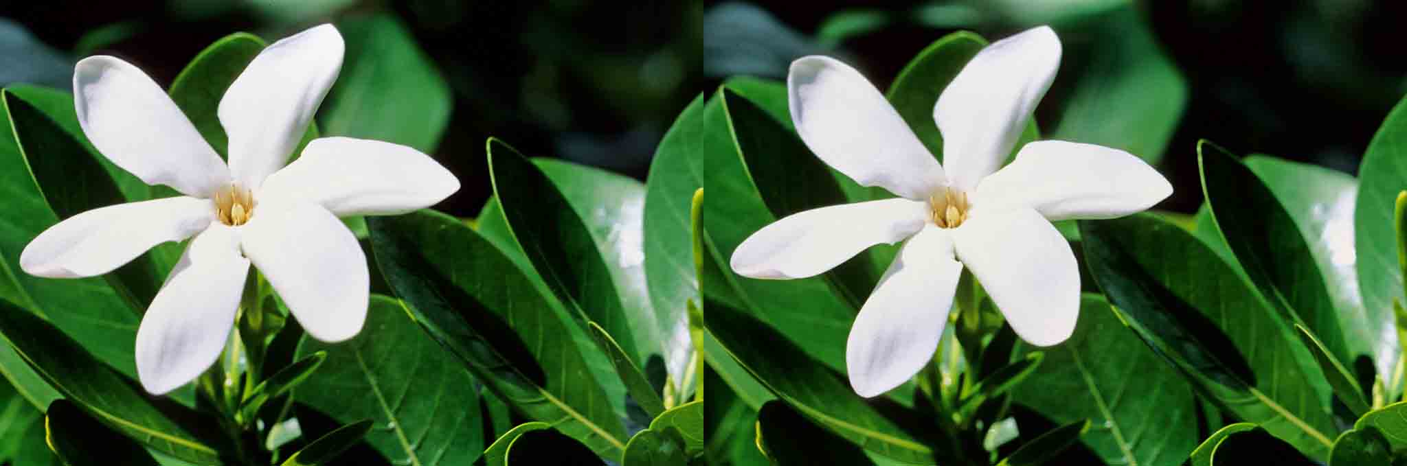 Emblème de ces îles, la fleur de Tiaré.