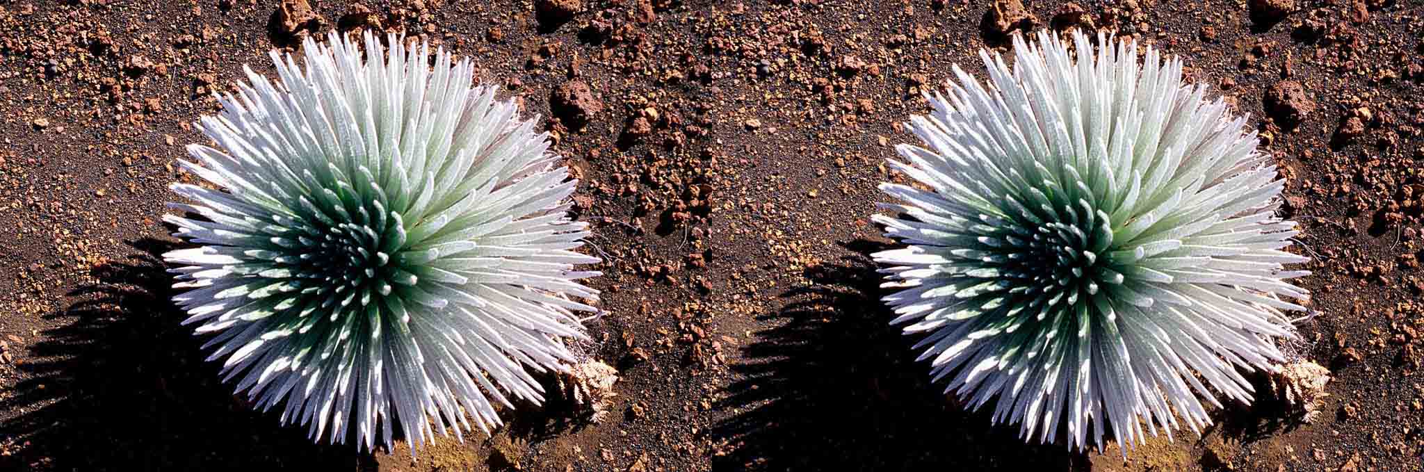 Le ''sabre d'argent'' est une plante endémique du volcan Haleakala. Il fleurit au bout de 20 ans et meurt.