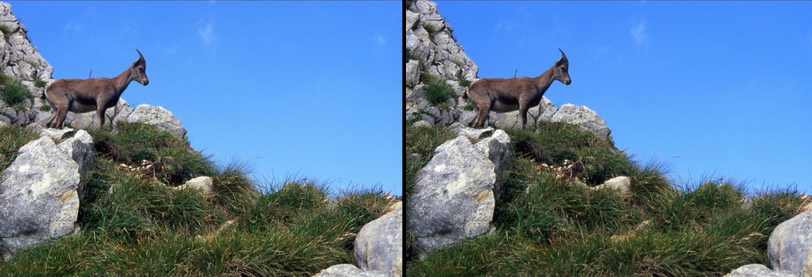 Chamois