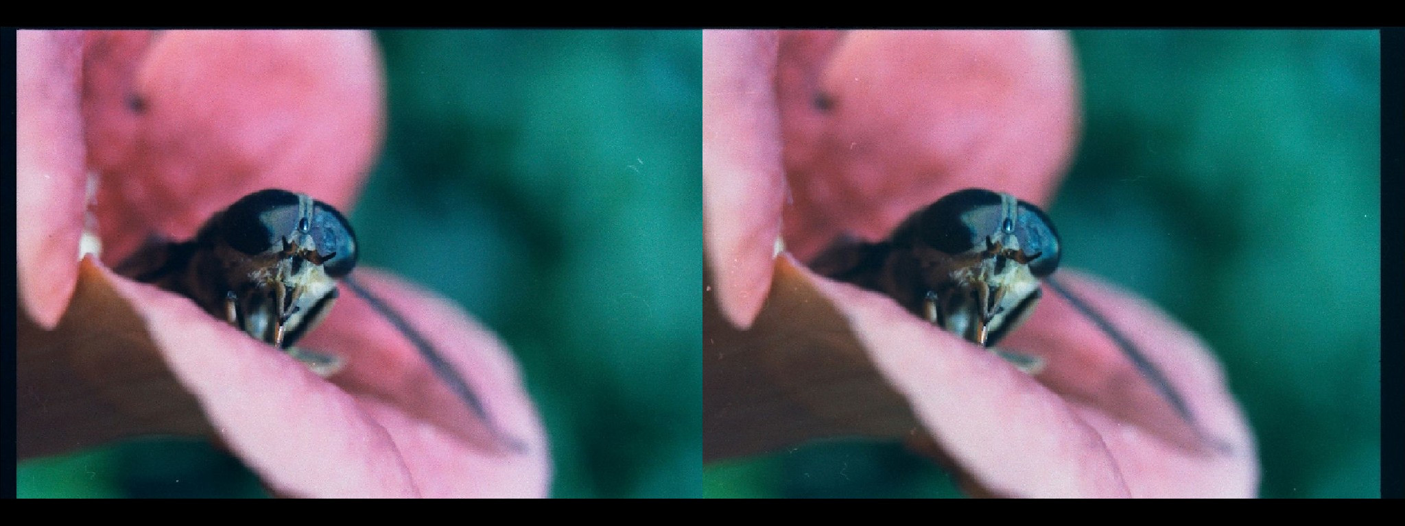 Tête de taon émergeant d'une fleur de bignone.