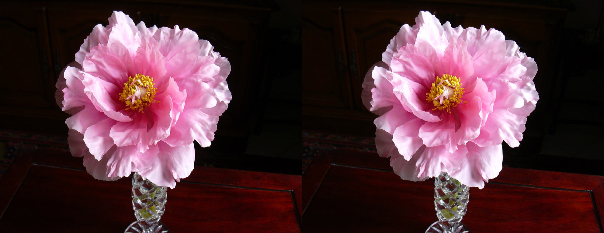 Pivoine arbustive