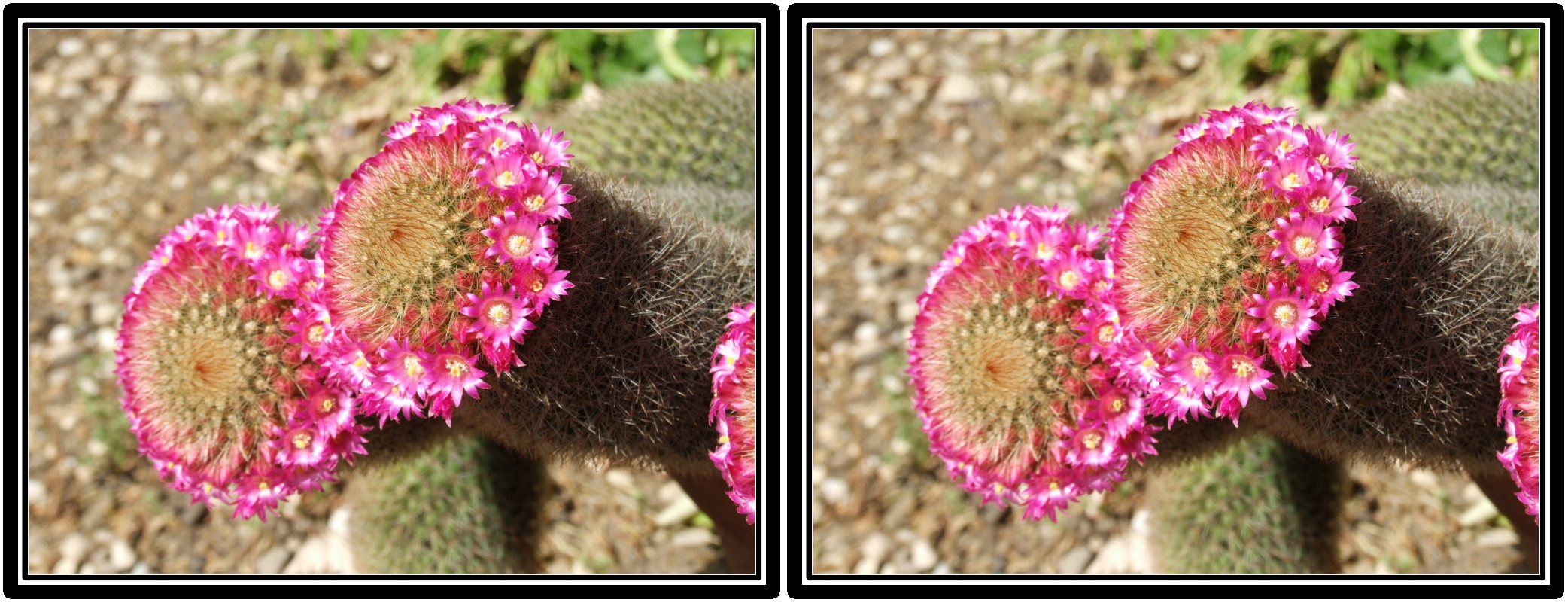 Mammillaria