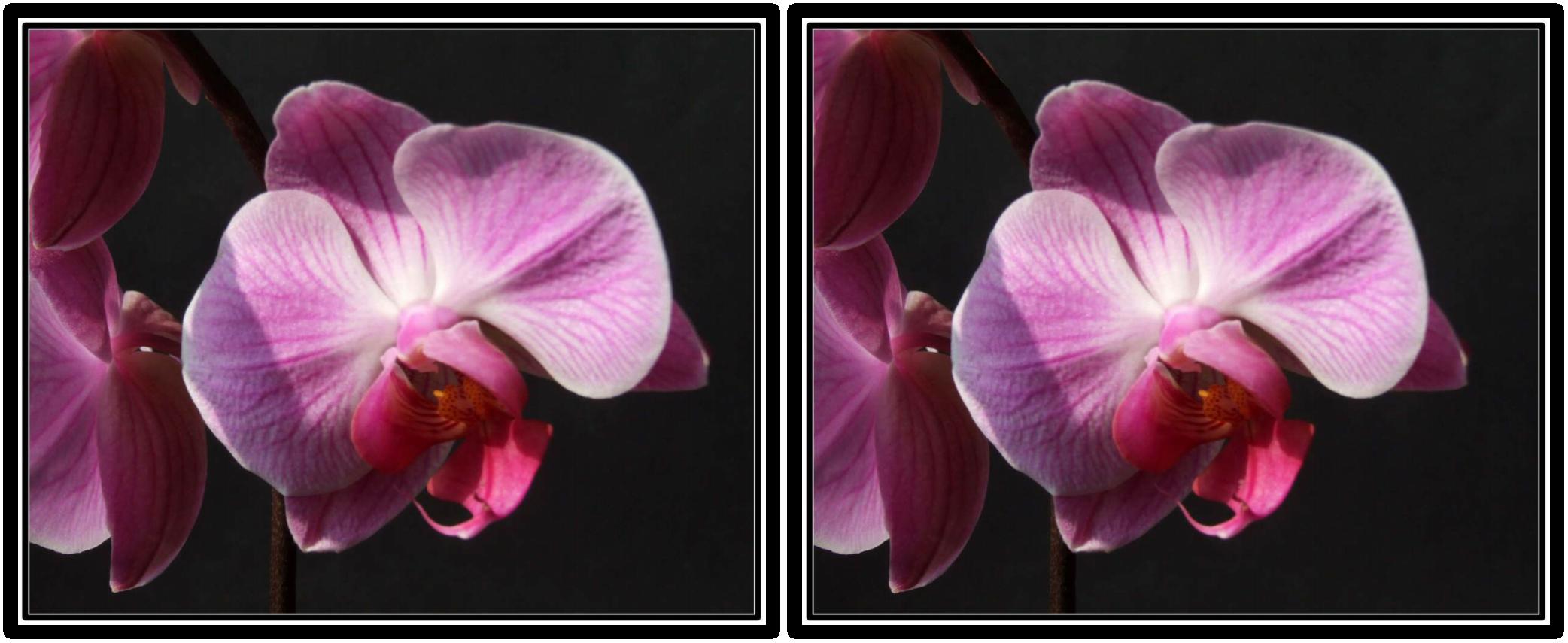 Orchidée