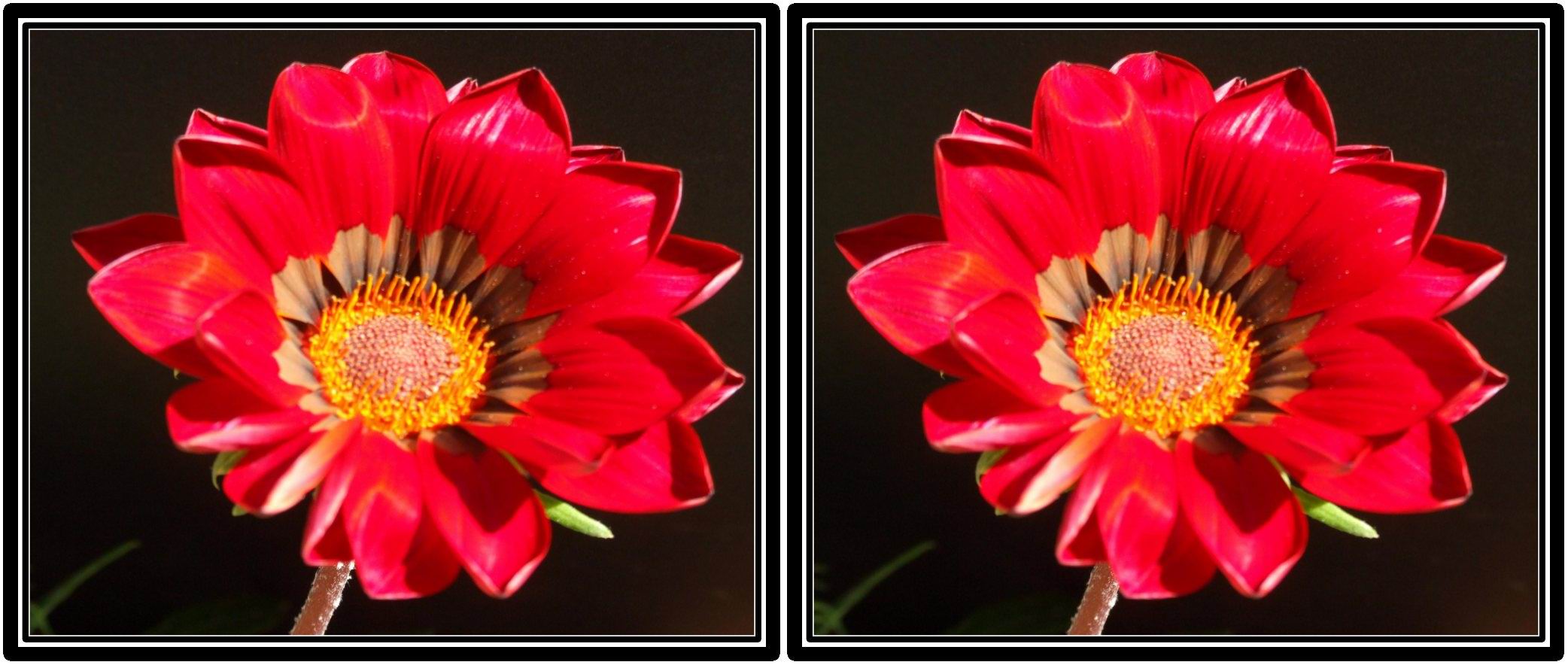Gazania