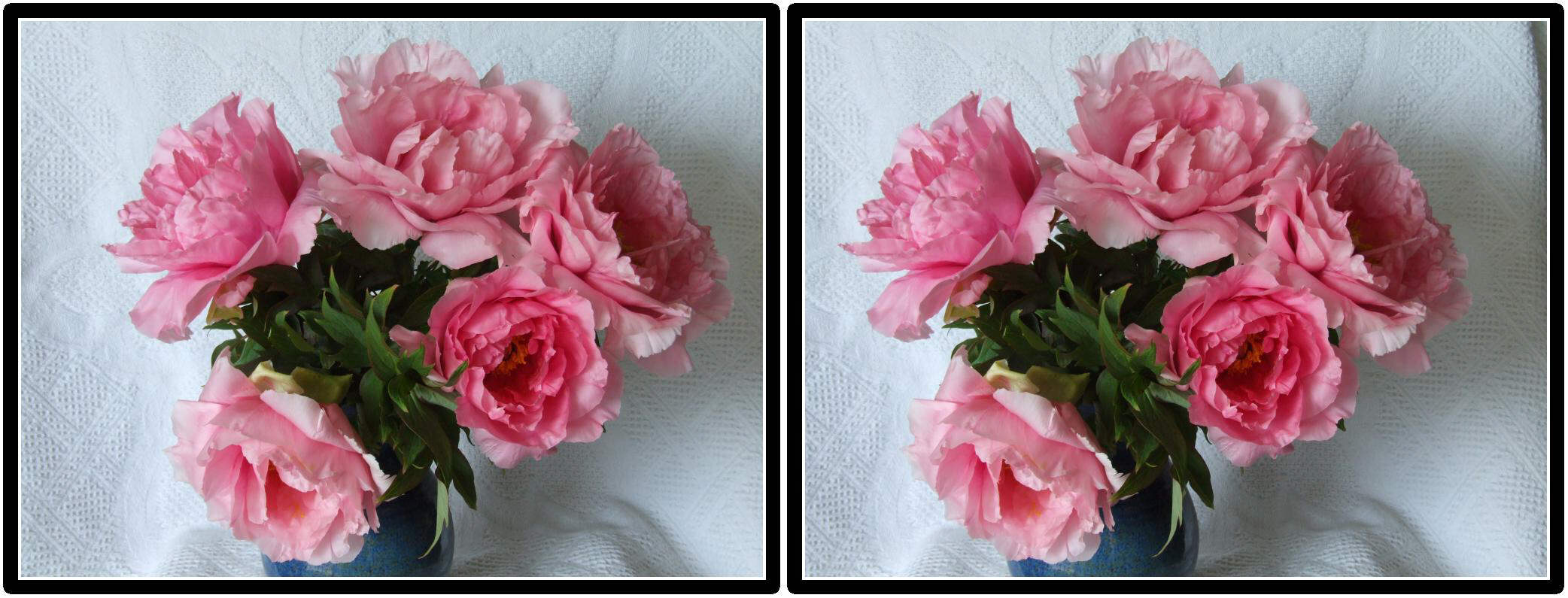 Bouquet de pivoines arbustives