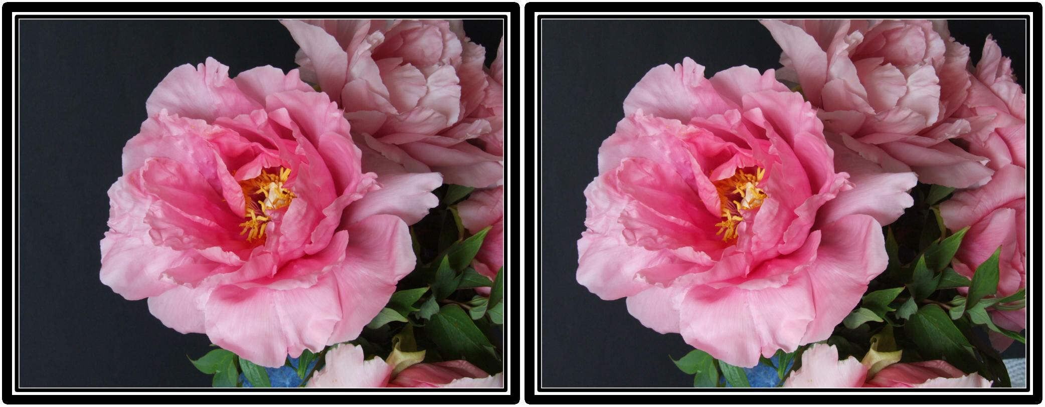 Pivoines arbustive, détail