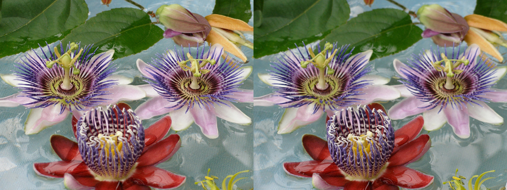journée des plantes