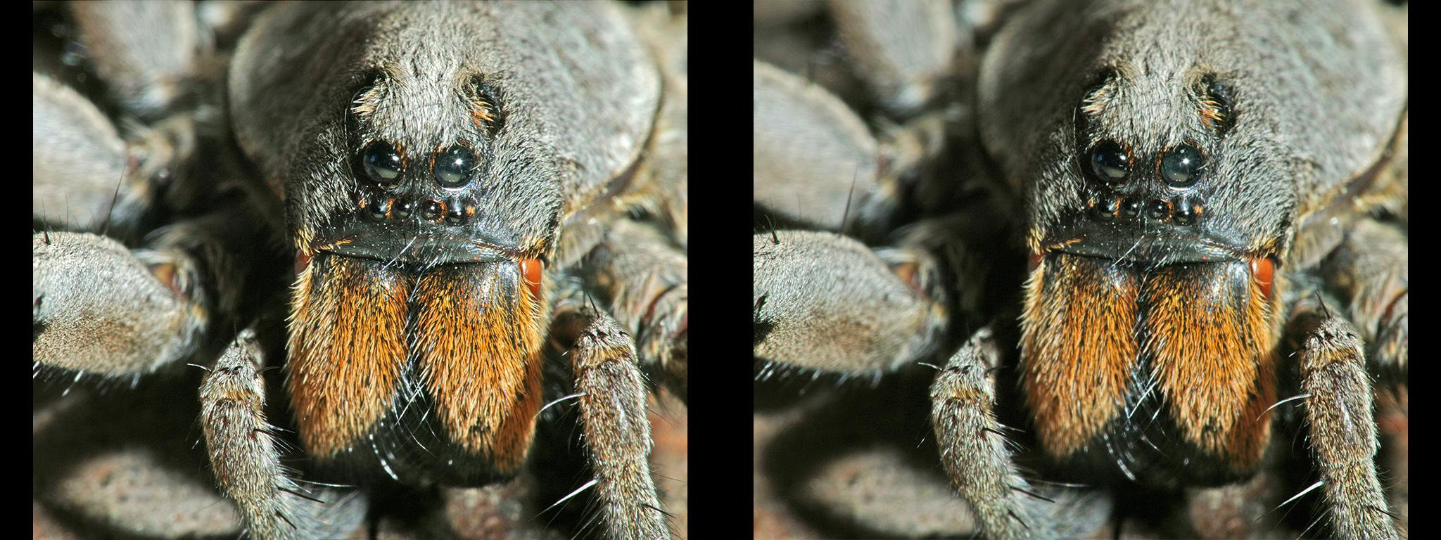 Portrait d'une araignée 'loup' (Wolf Spider) (Portrait of a Wolf Spider) - 10°