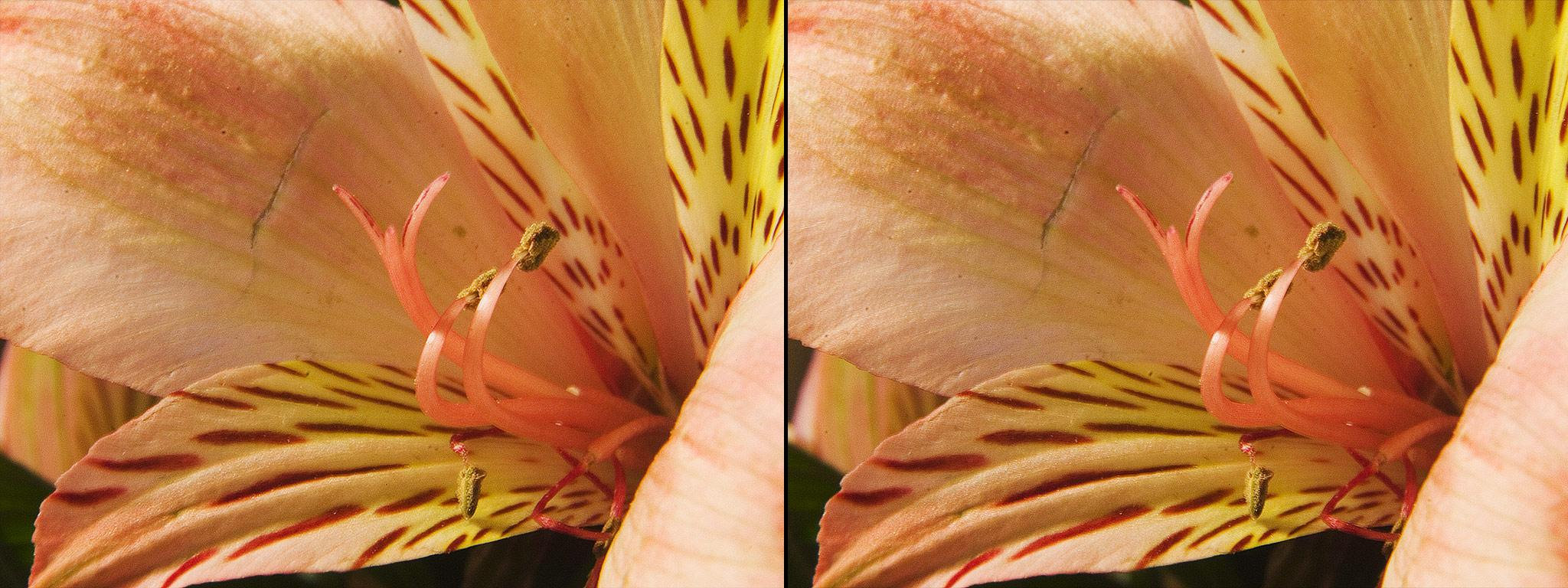 Lis (Lily) - 12°