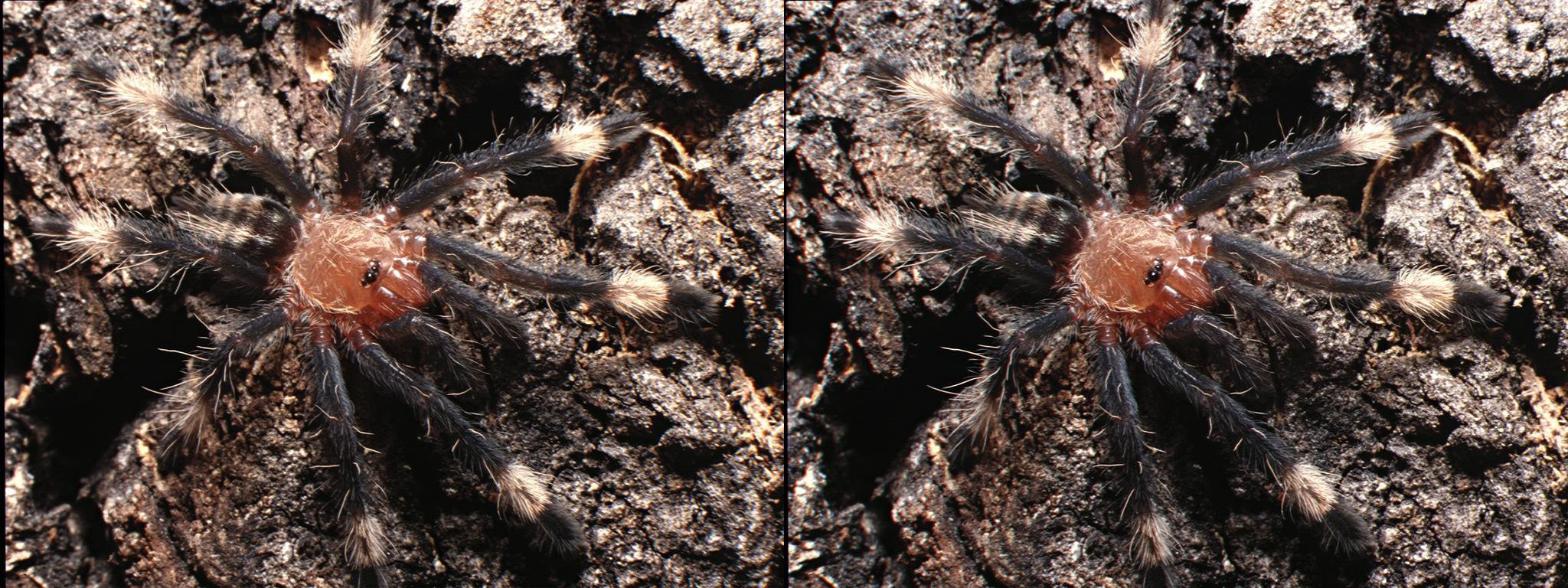 Psalmopoeus cambridgei - 17°