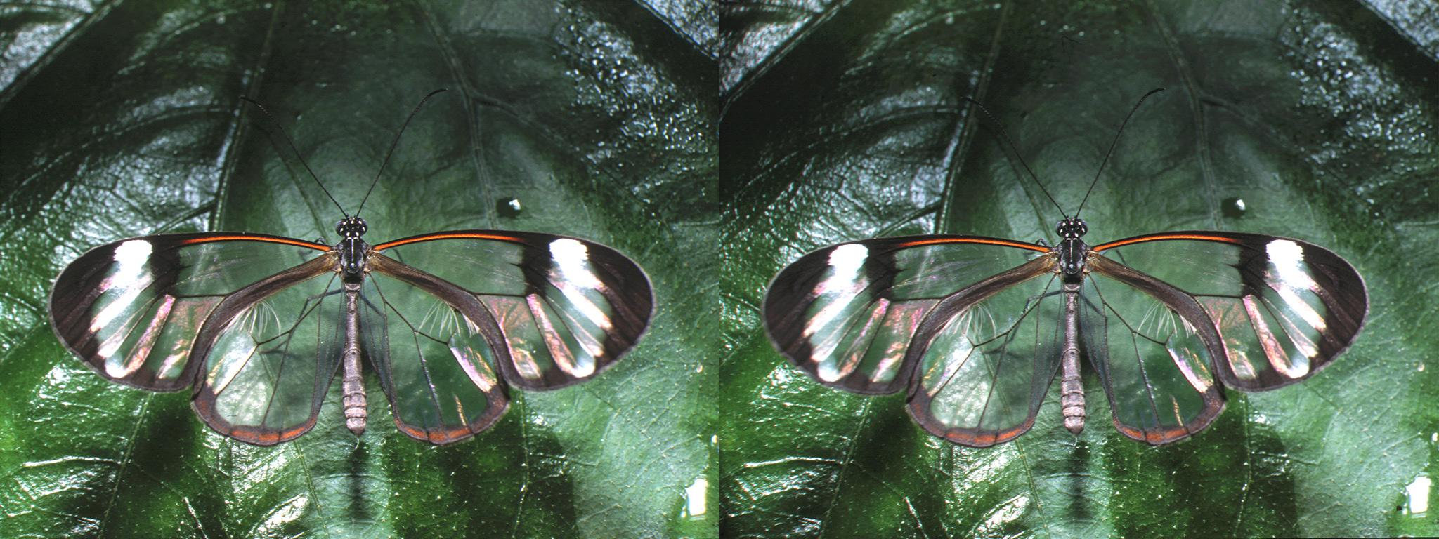 Ithomiidae - 20°