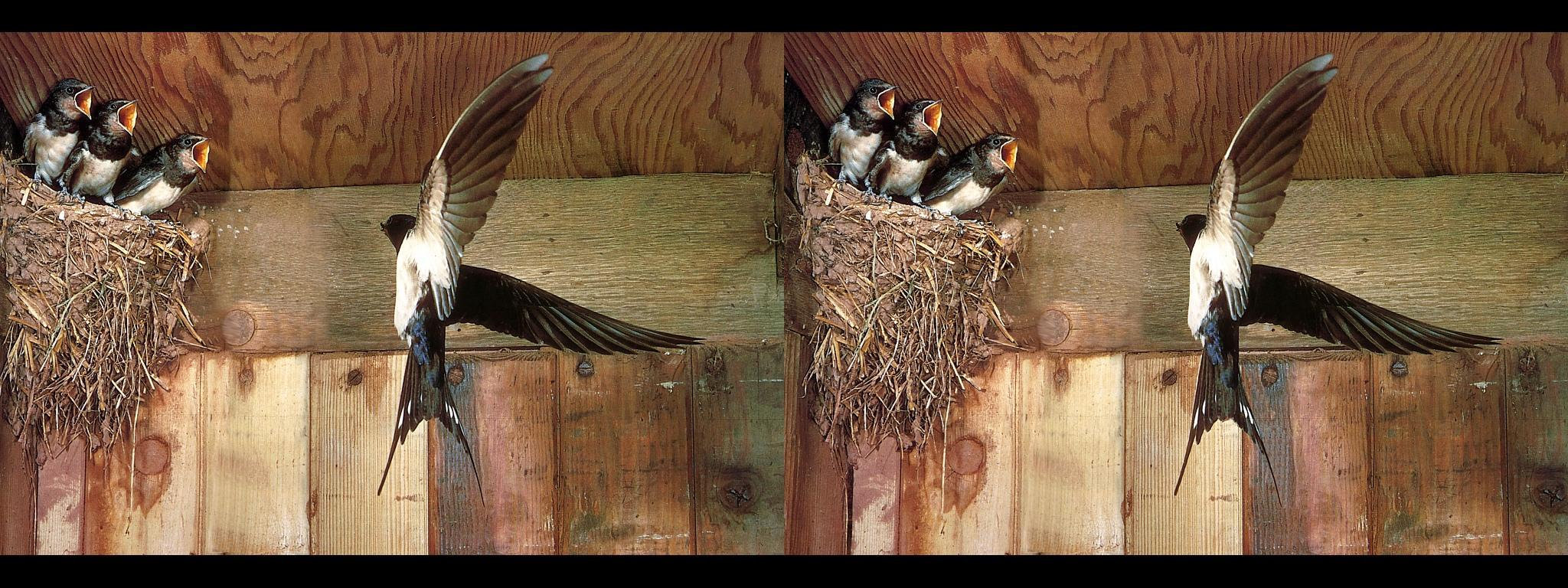 Nid d'hirondelles (Swallow at nest) - 22°