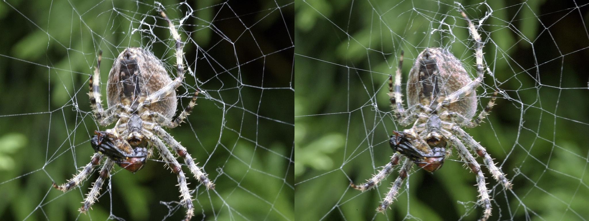 Le repas de l'araignée (Spider is eating) - 24°