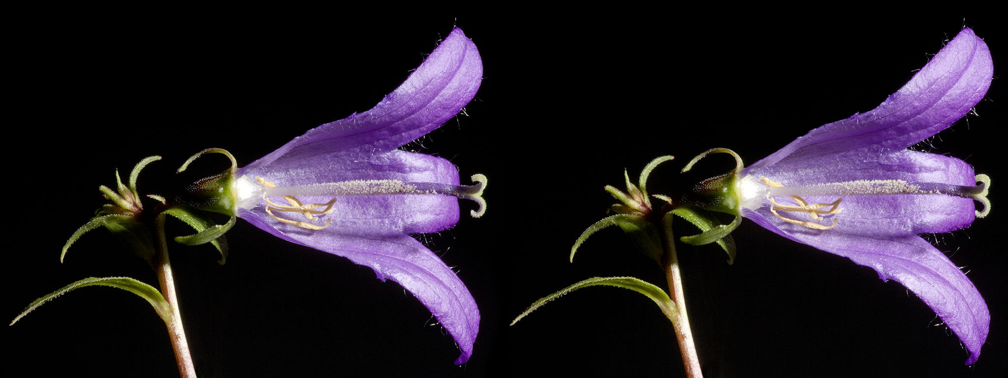 Fleur : Campanule (Campanula Flower) - 26°
