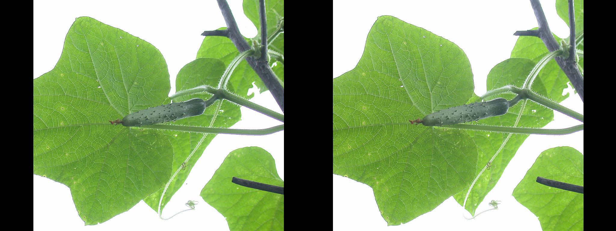 Concombre (Cucumber) - 29°
