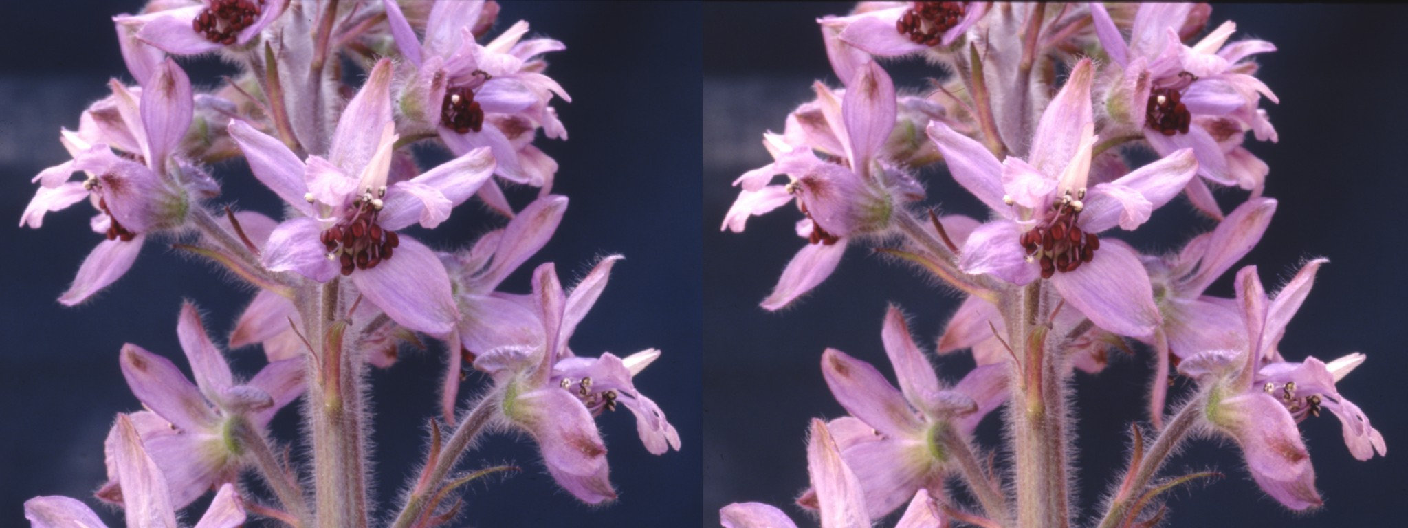 Delphinium requienii - 34°