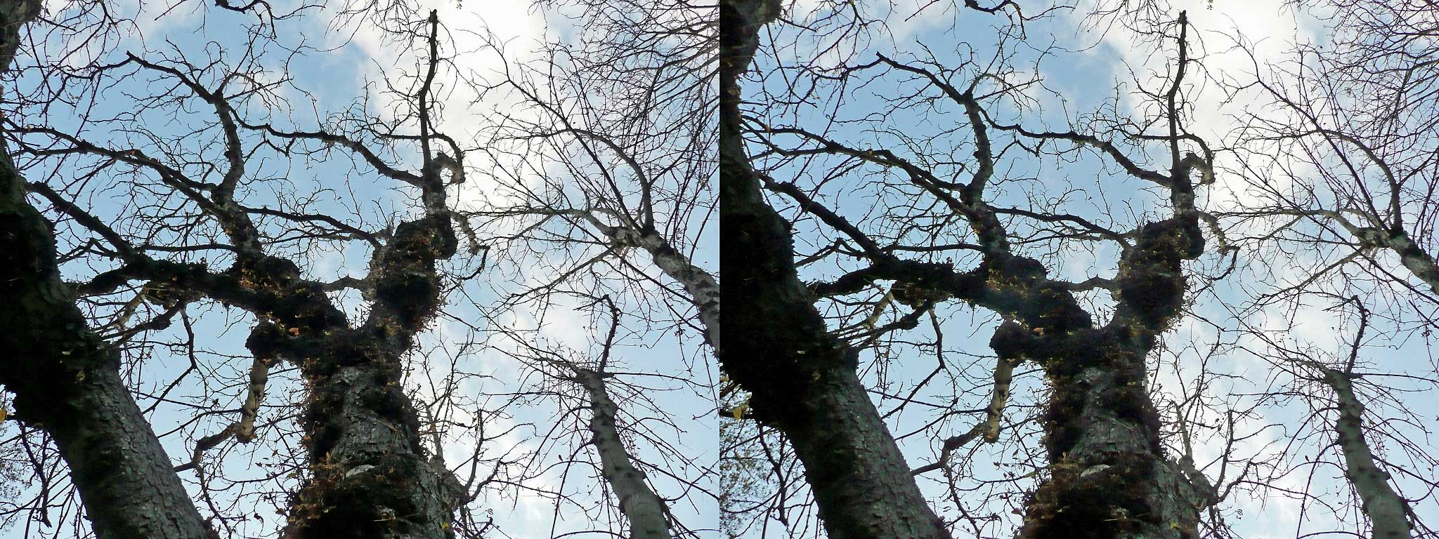 Arbre dénudé
