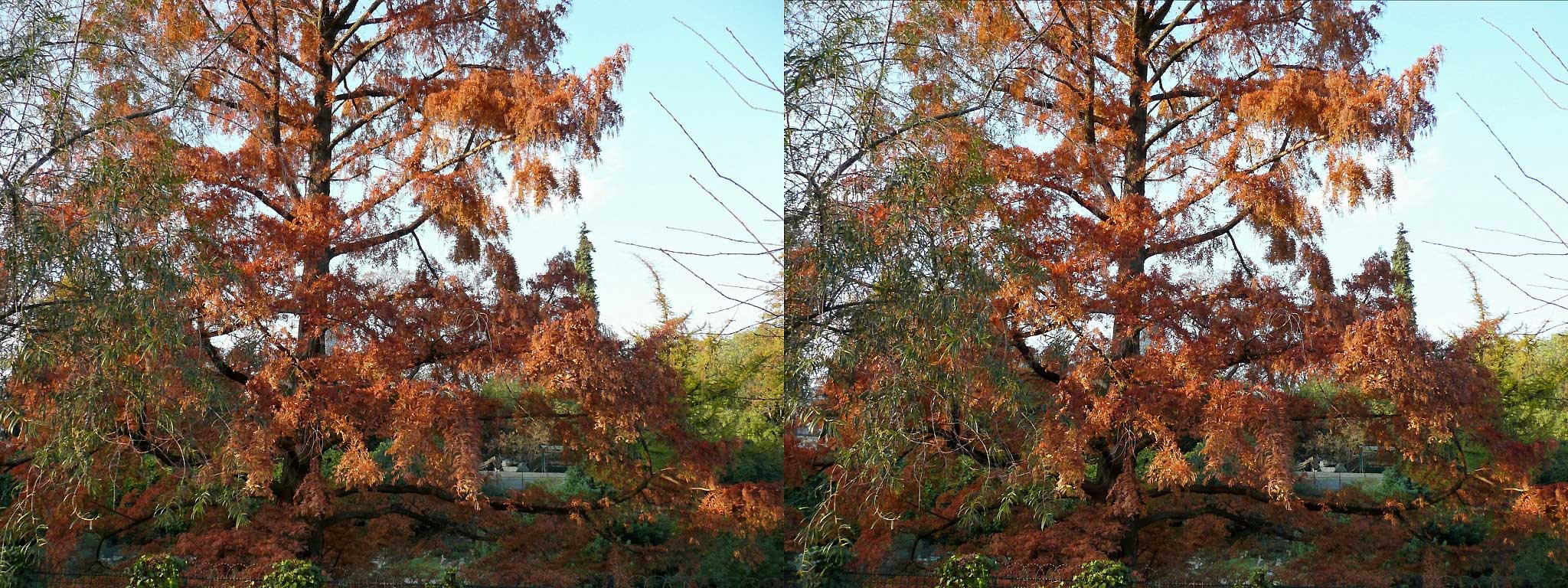 Couleurs d'Automne
