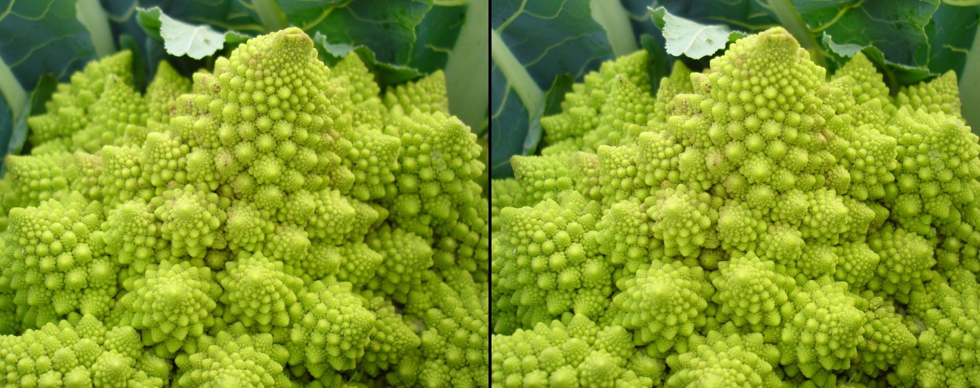 Chou Romanesco, variante du brocoli ou du chou-fleur.