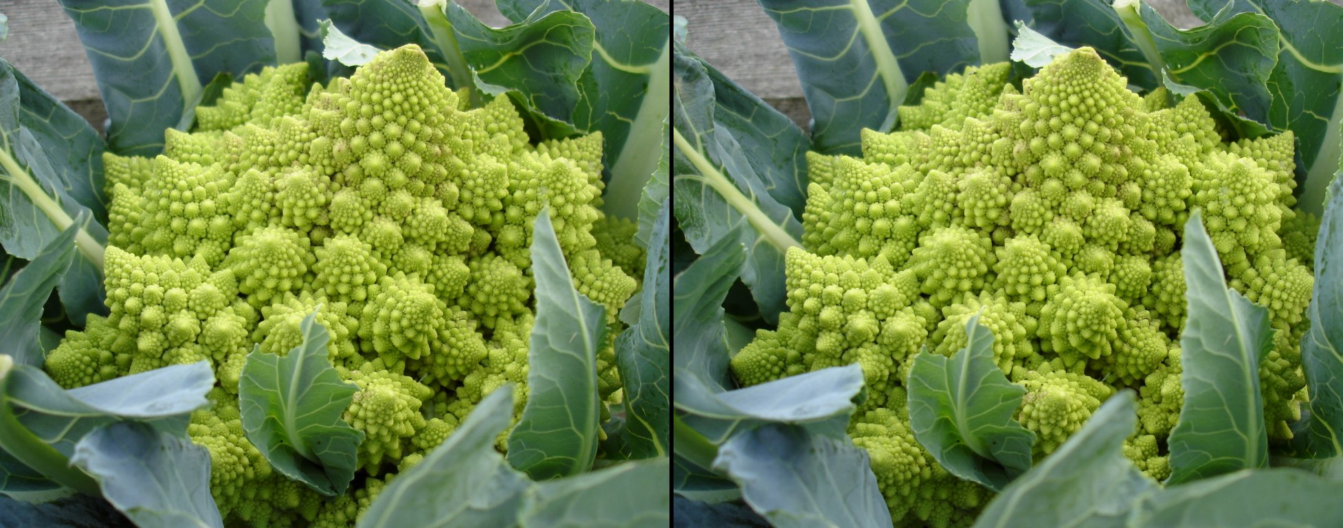 Chou Romanesco, variante du brocoli ou du chou-fleur.