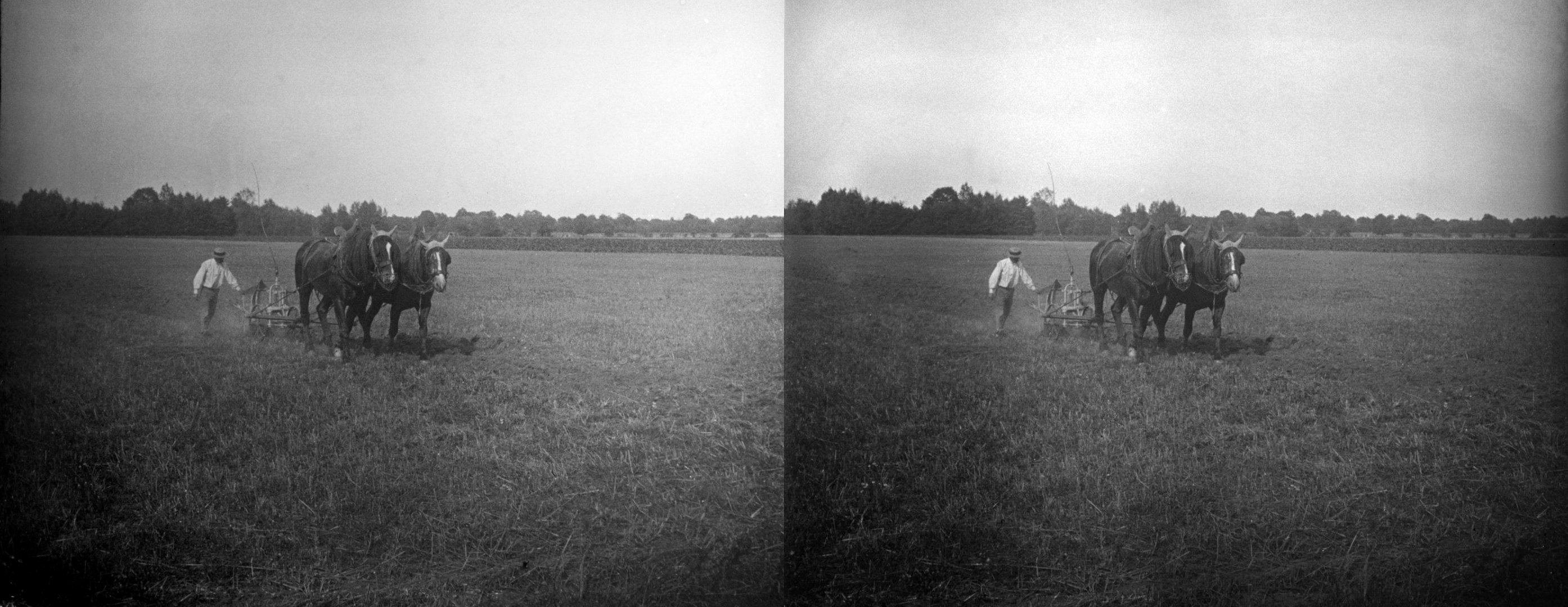 Les chevaux à Léa