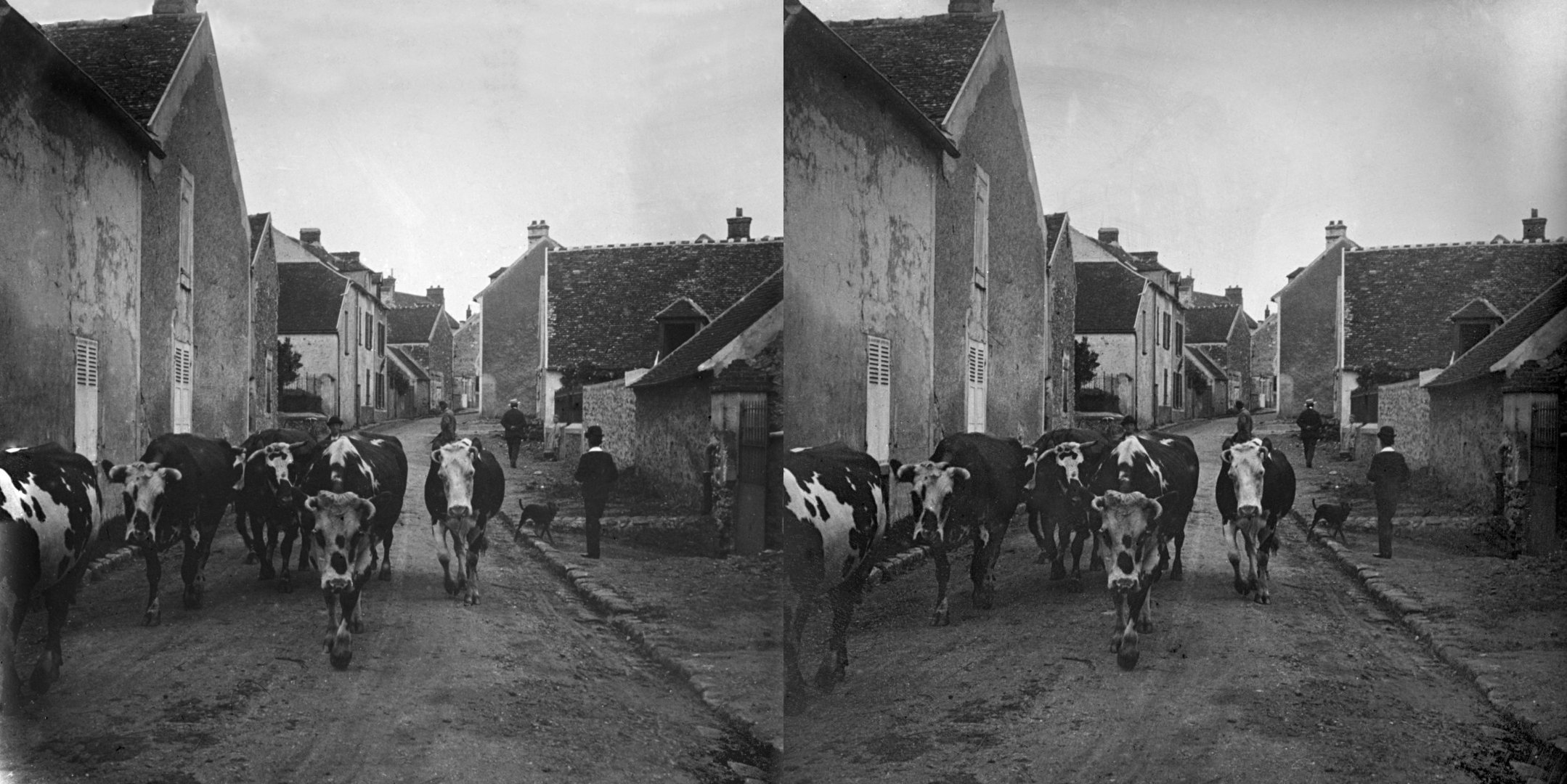 Les vaches à Léa