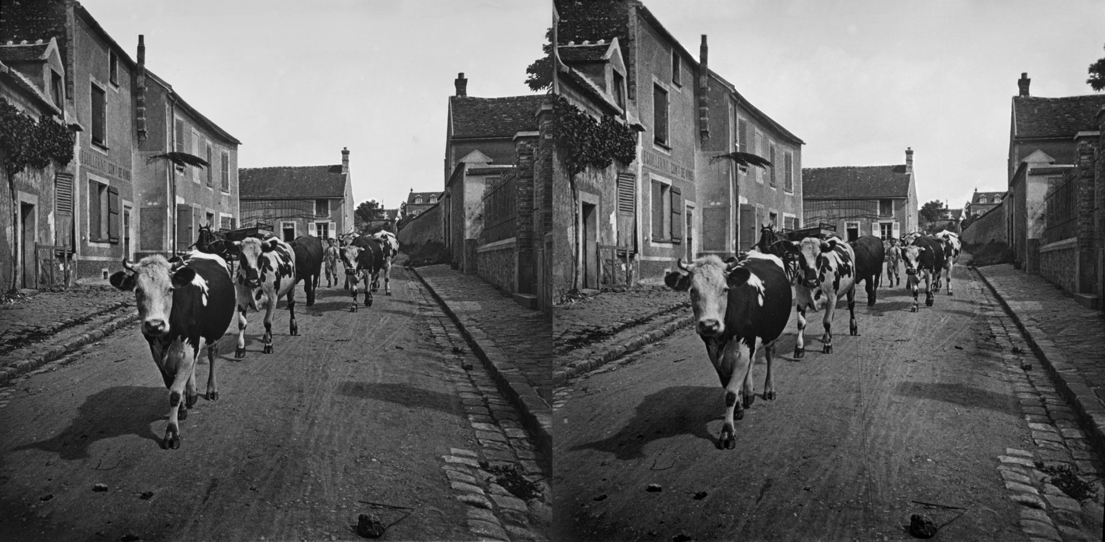 Troupeau de vaches