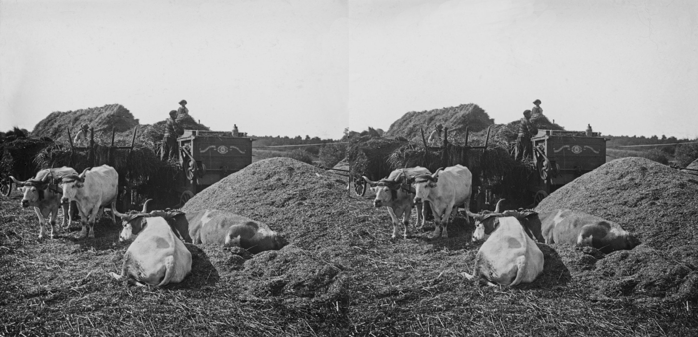 Batteuse et bufs