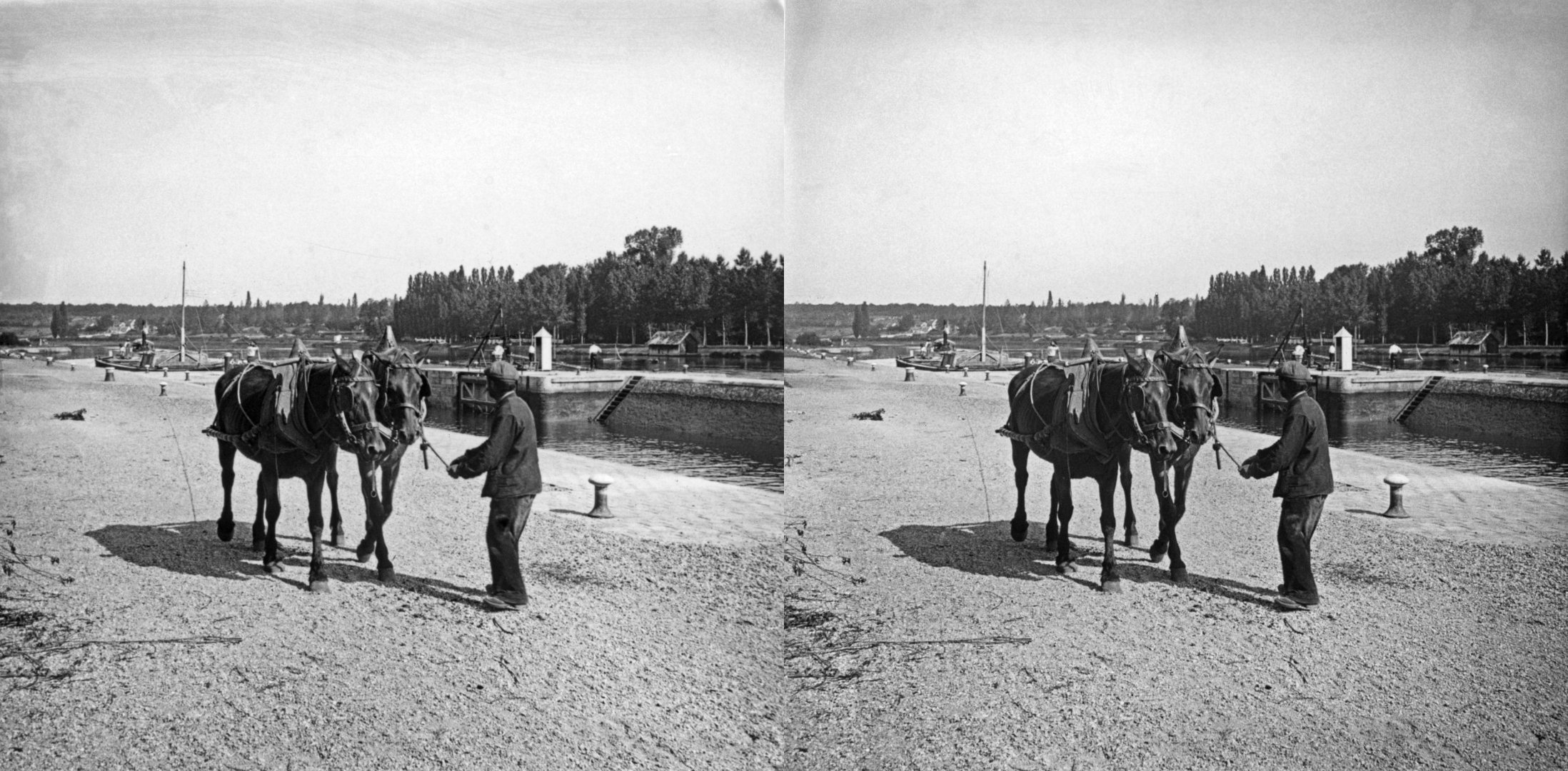 Chevaux de halage