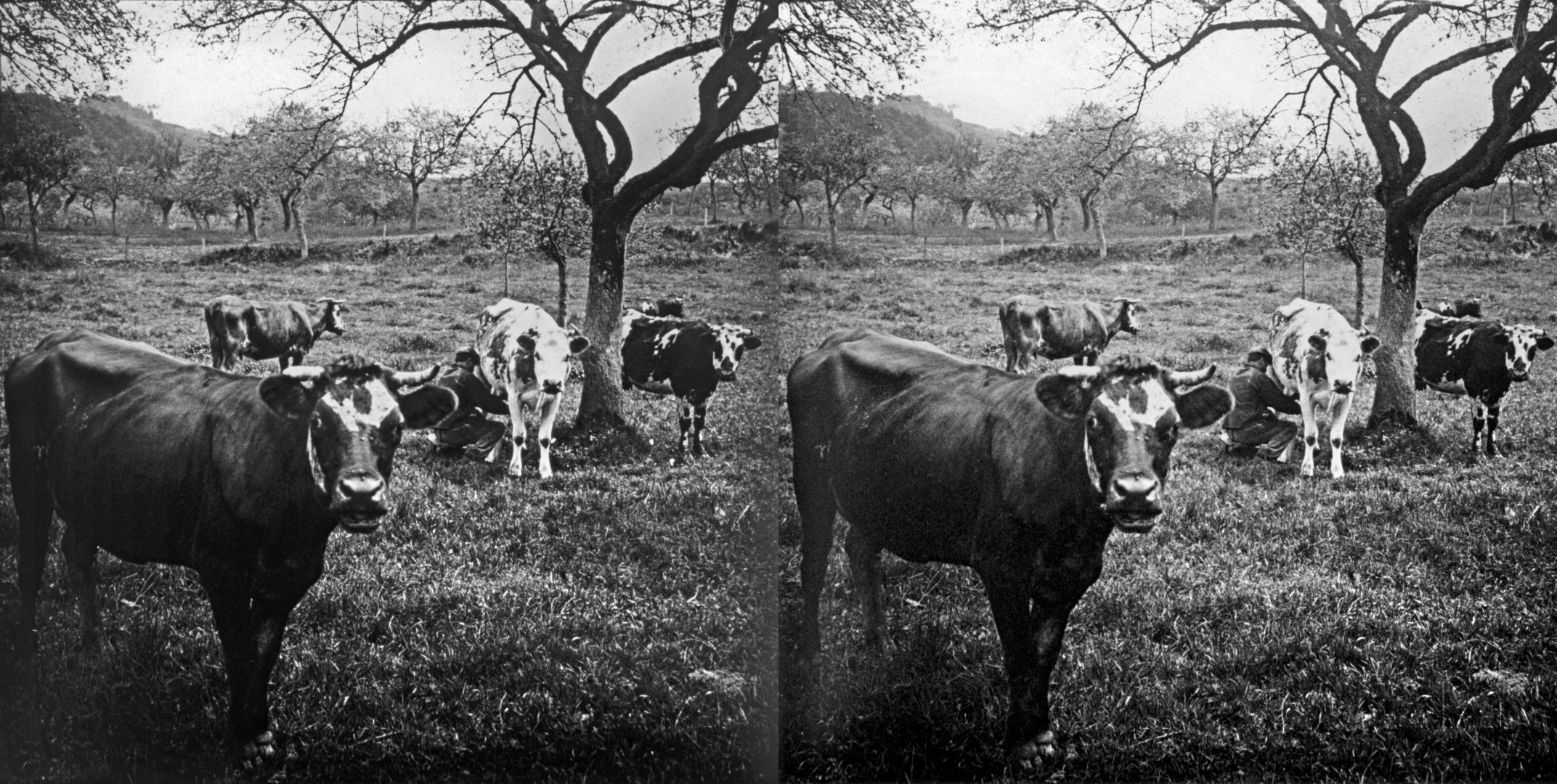 Vaches près d'Aumale