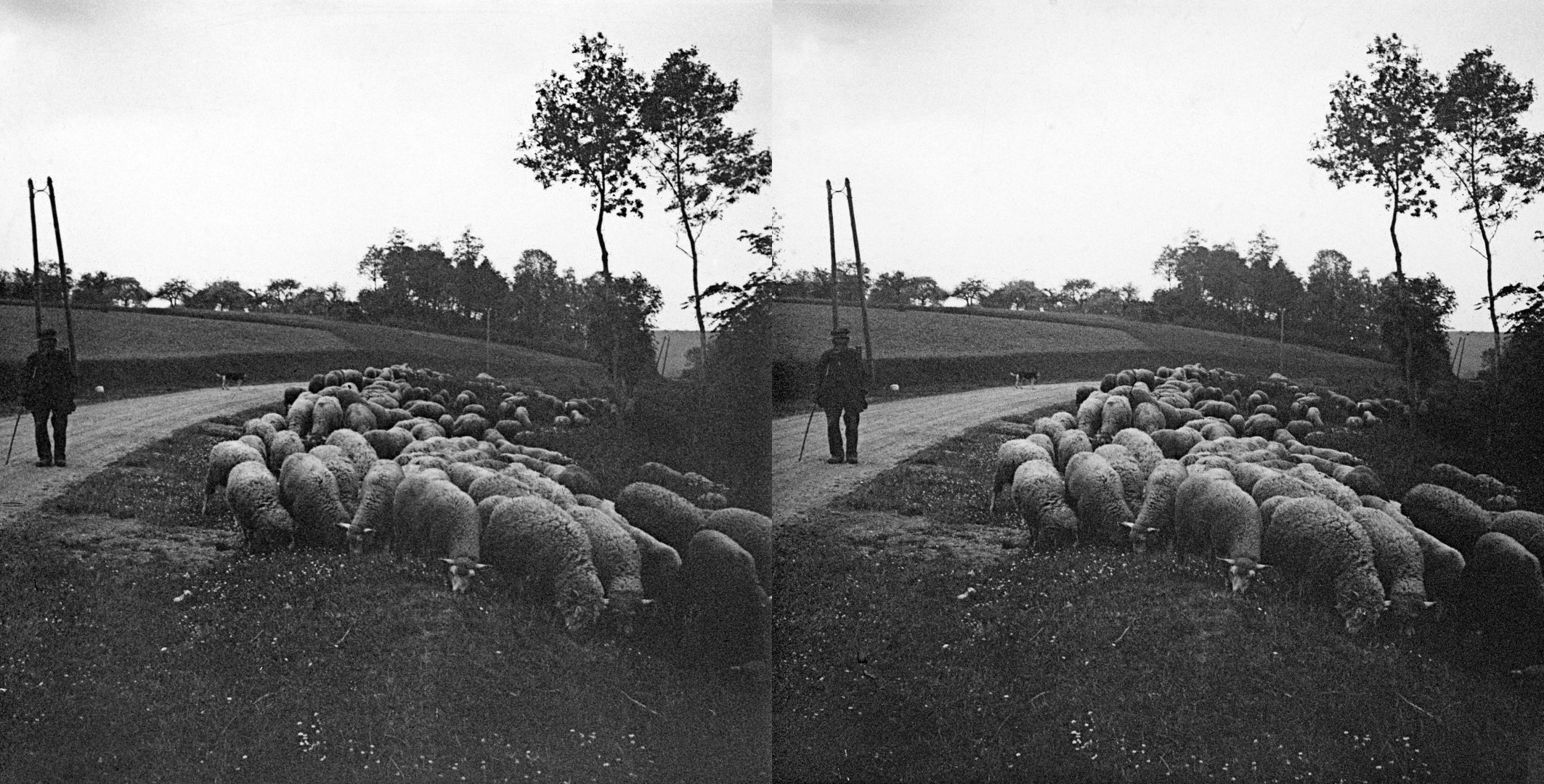moutons