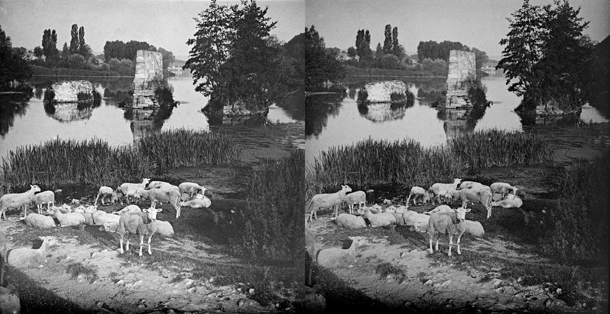 moutons au vieux pont