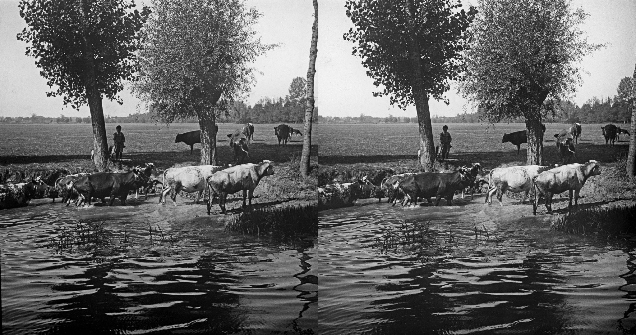 Vaches *