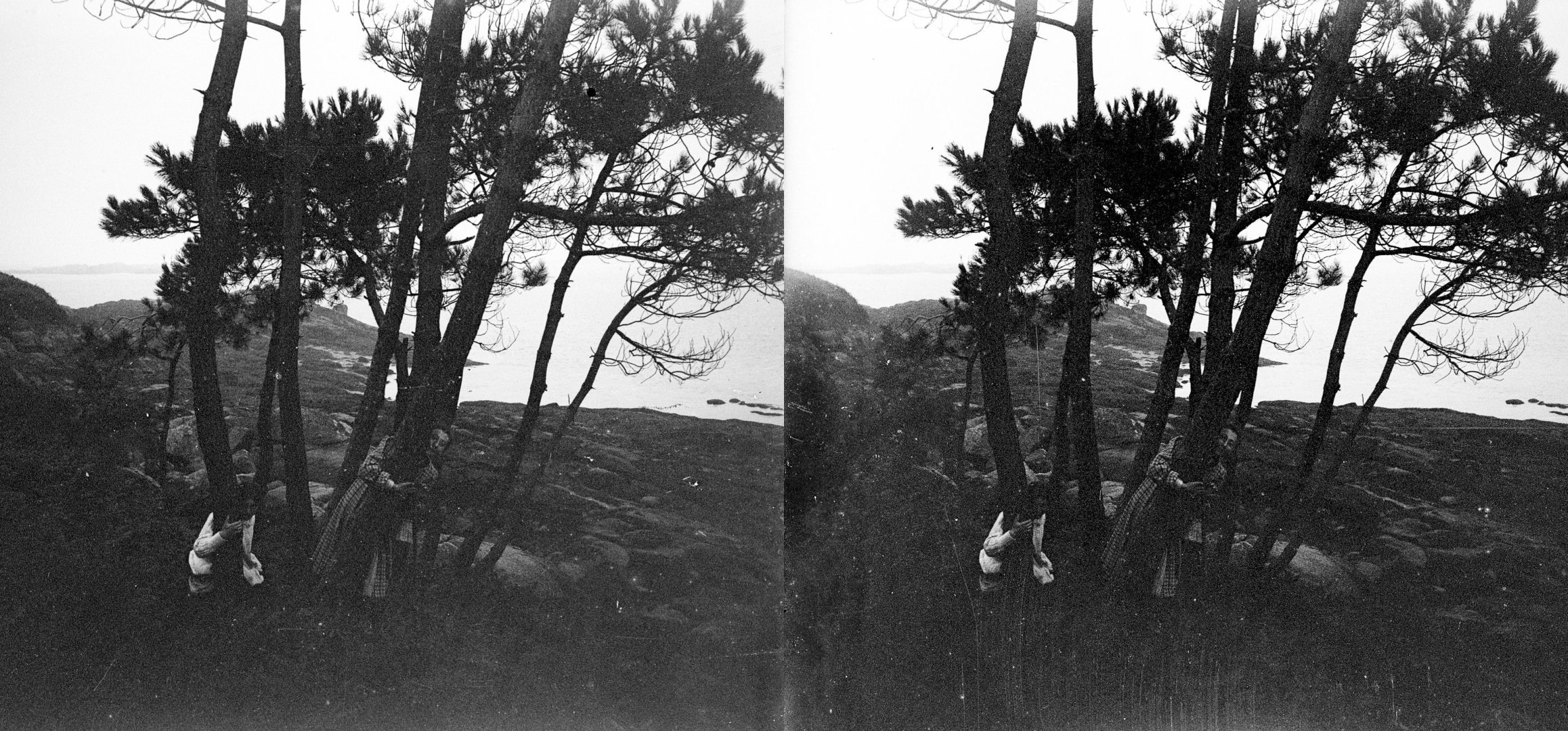 Ile Milliau, sapins