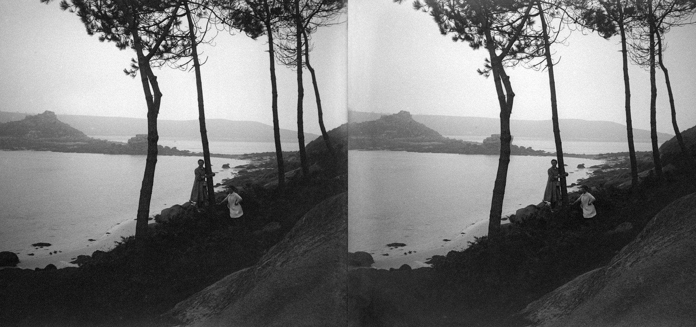 Ile Milliau, sapins