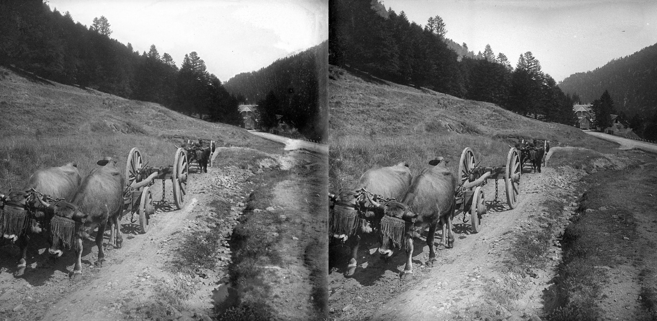 attelage de vaches