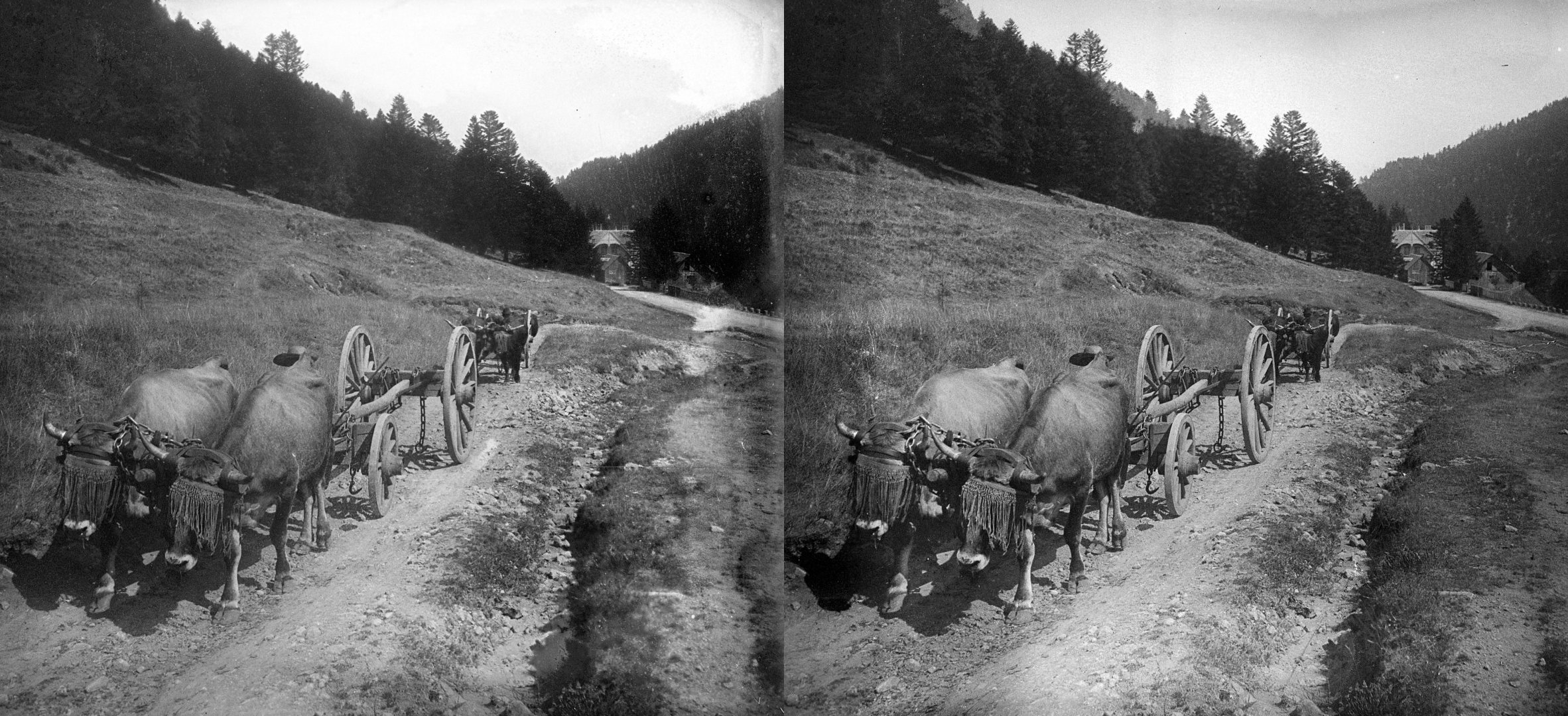 attelage de vaches