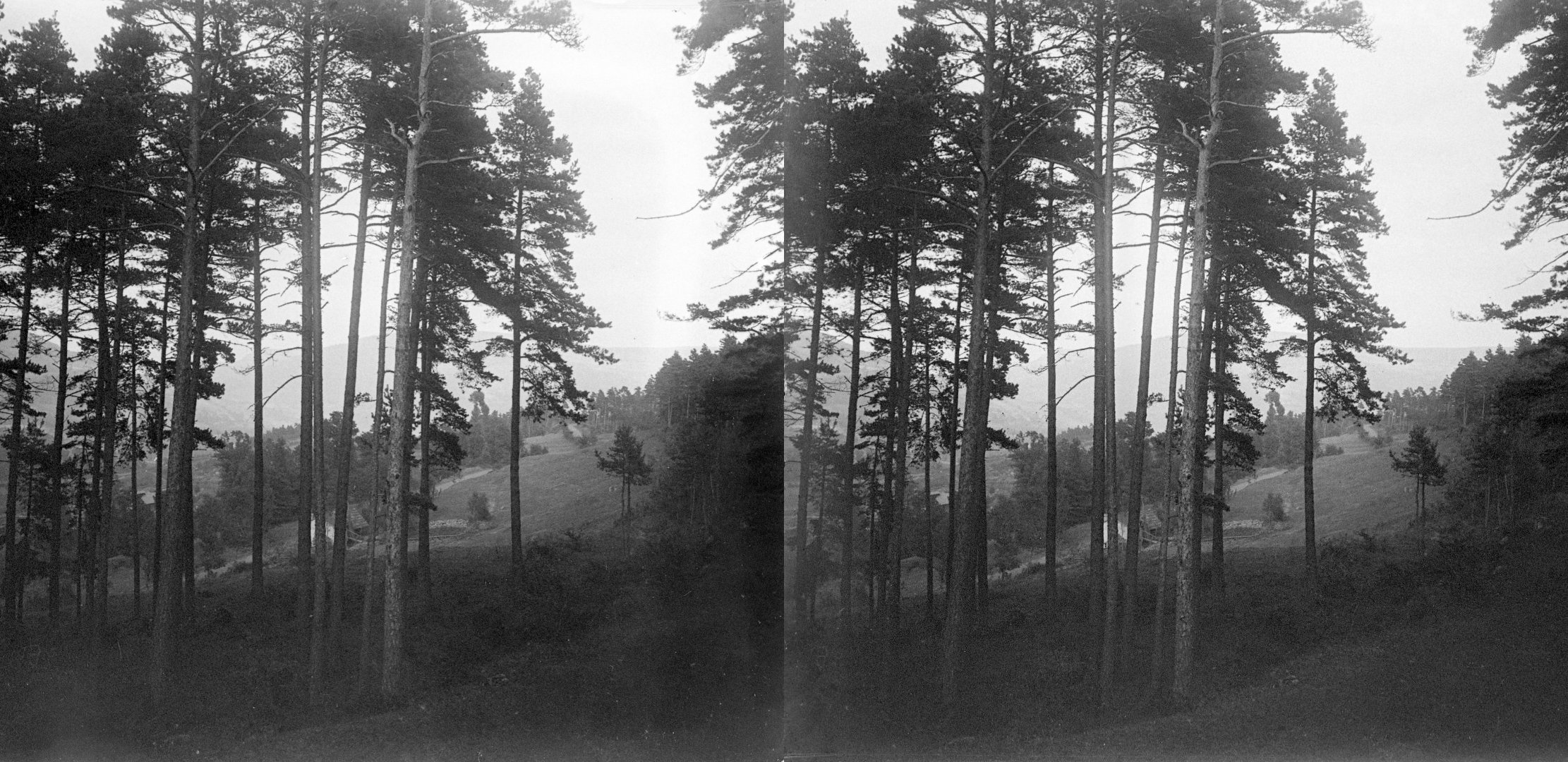 sapins