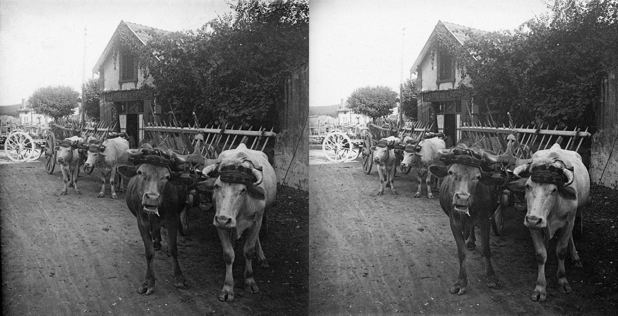 Attelage de vacges à la gare