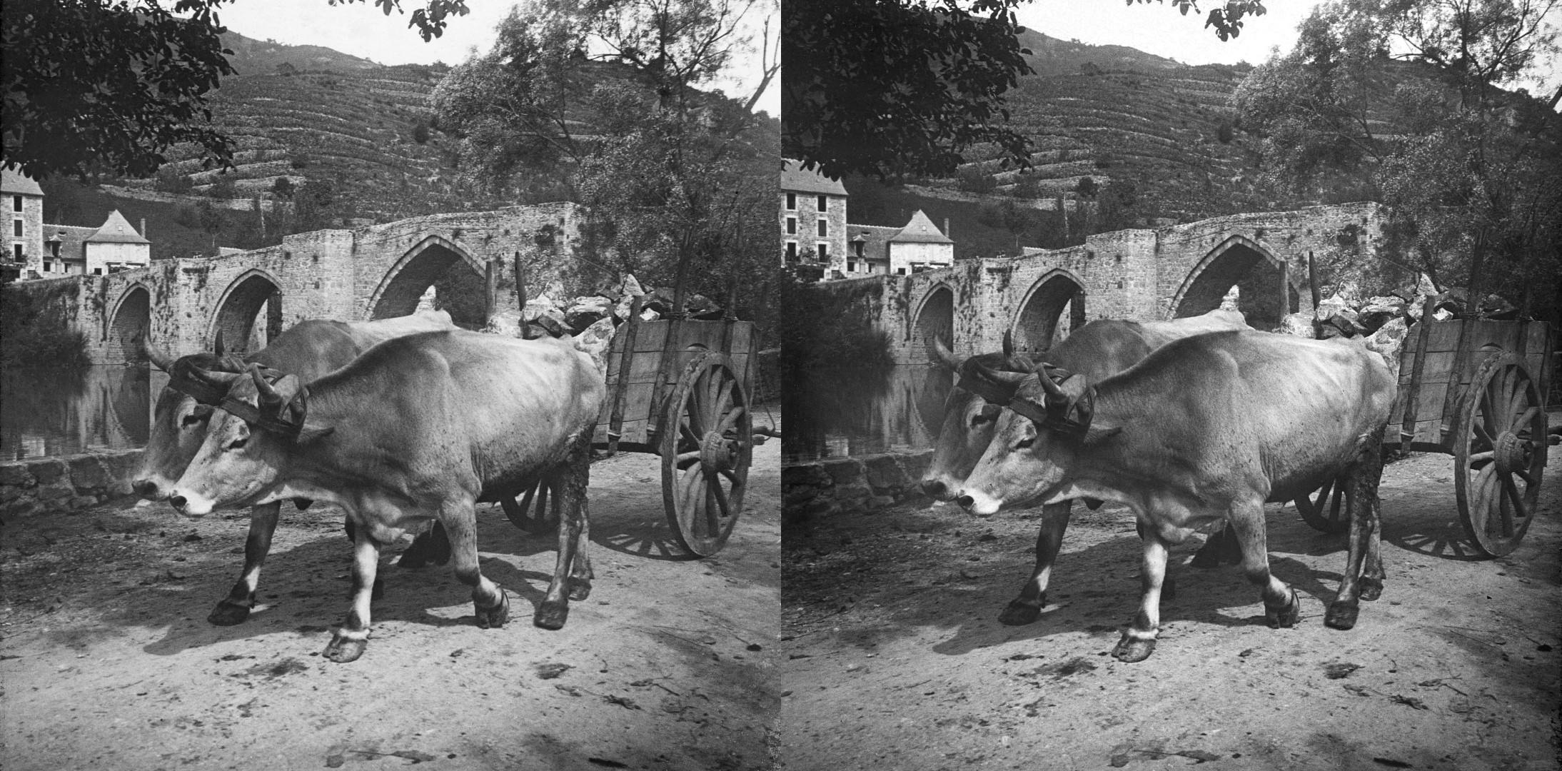 Boeufs, bord de la Truyère