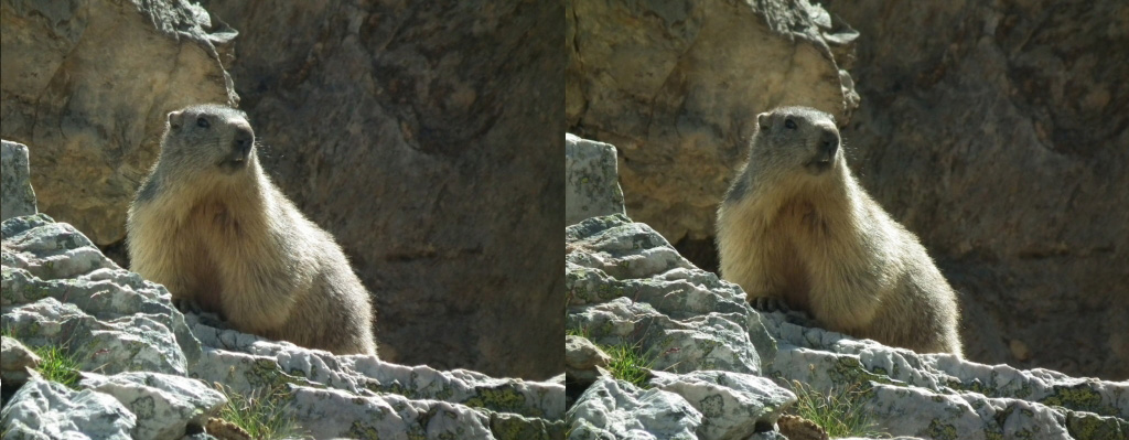 Marmotte, base 1 pas, 1/320s, 400 ISO, FD5.6, F=1080mm
