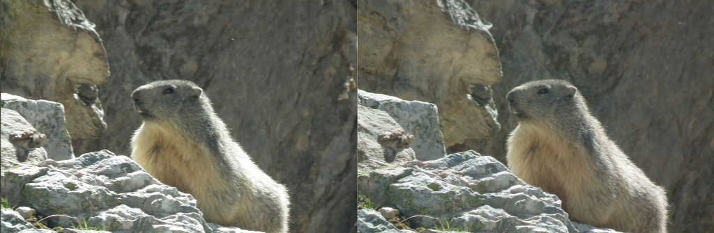 Marmotte, base 1 pas, 1/400s, 400 ISO, FD5.6, F=720mm